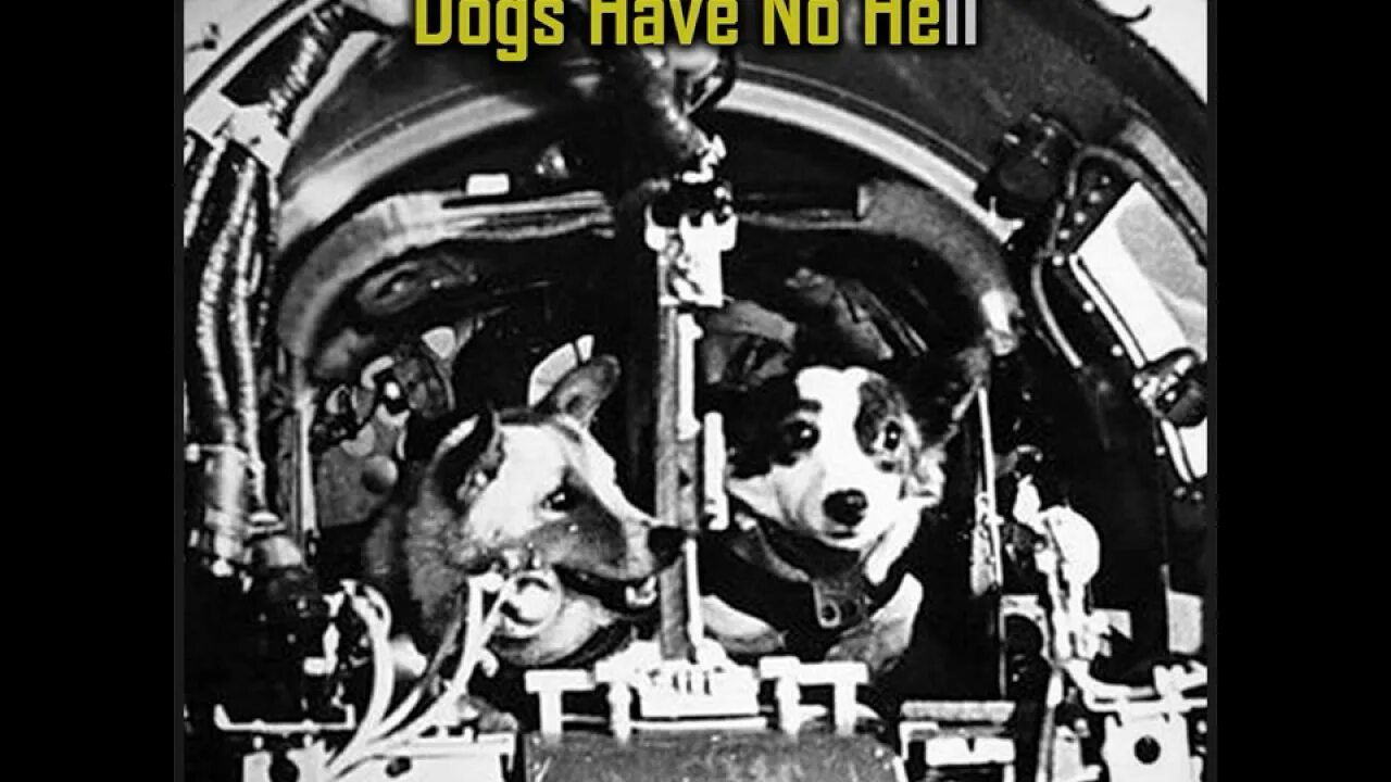 Полет белки и стрелки в космос видео. Белка и стрелка полёт в космос 1958. Спутник-5 космический аппарат белка и стрелка. Собаки в космосе. Собаки белка и стрелка в космосе.