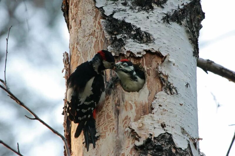 ель короед дятел. дятел красногрудый. дятел живет в лесу. дерево с дуплом. дятел живет в лесу.