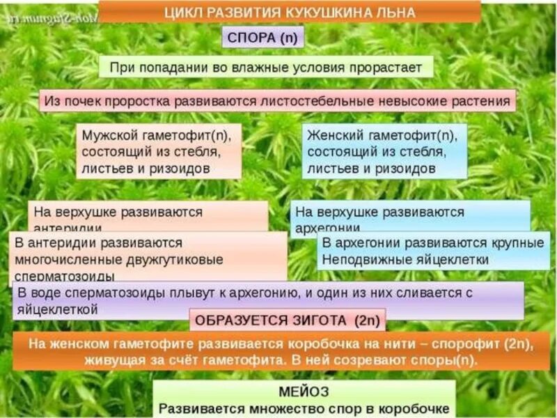 Общая характеристика высших растений. Высшие растения характеристика. Высшие растения таблица. Характерные черты низших и высших растений. Дайте общую характеристику низшим растениям