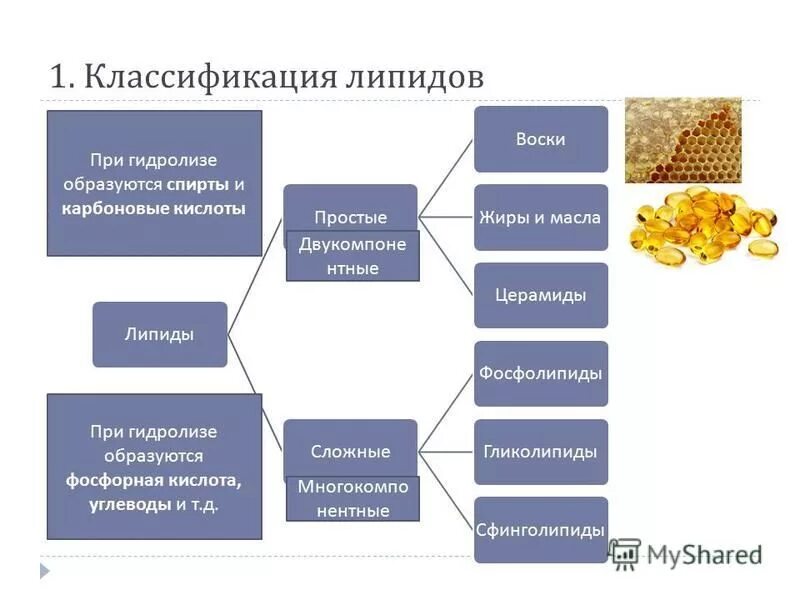 Связи липидов. Классификация липидов. Классификация жиров и липидов. Липиды и их классификация. Общее строение липидов.