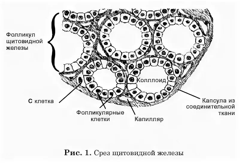 Срез щитовидной железы. Щитовидная железа схема гистология. Строение щитовидной железы гистология. Гистологическое строение щитовидной железы человека. Срез щитовидной железы гистология.