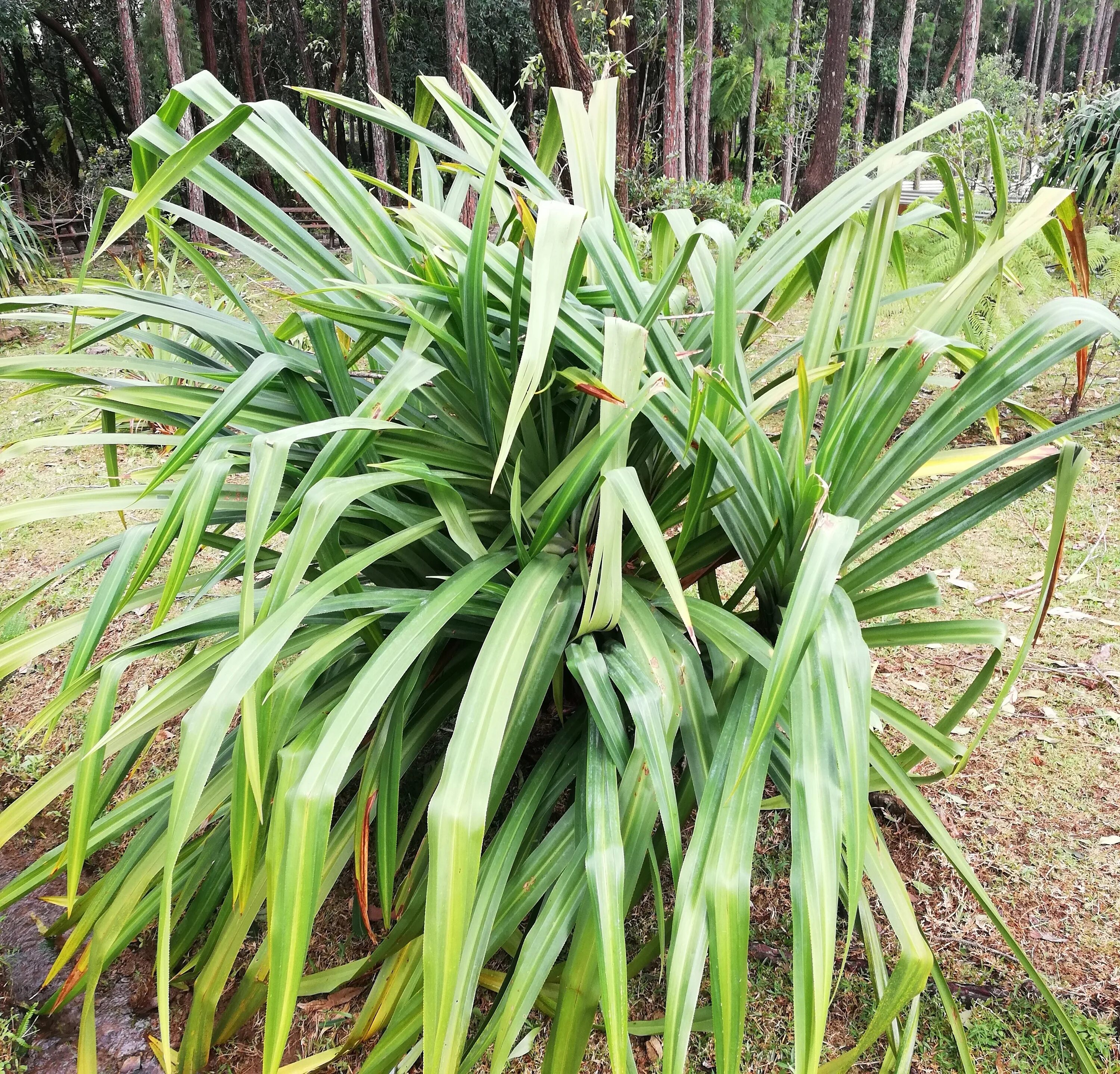 Пандаус. Панданус сандера. Пандаус. Цветок пальма панданус. Панданус.