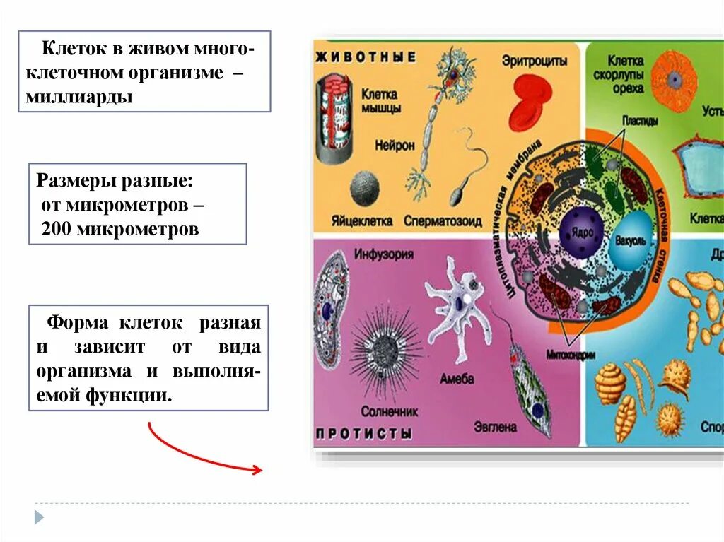 Основа клетки живого организма. Клеточный уровень организации жизни. Клеточный уровень организации живого. Клеточный уровень организации организма. Уровни организации клетки.