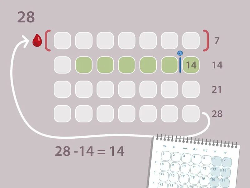 Калькулятор месячных и овуляции. Благоприятные дни для зачатия цикл 28 дней. Дни овуляции 5 дней. Благоприятные дни для зачатия ребенка после месячных. Калькулятор беременности по овуляции рассчитать.