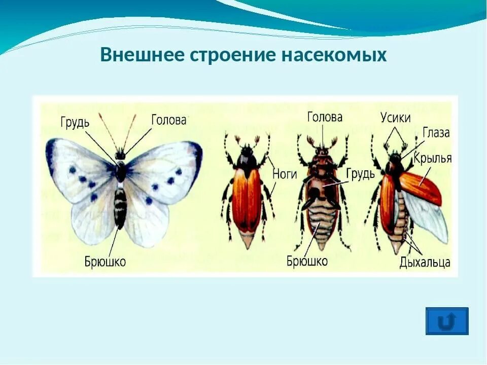 Какие части насекомого изображены. Схема строения насекомых для дошкольников. Внешнее строение насекомых. Внешнее строение тела насекомого. Класс насекомые внешнее строение.