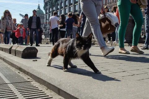 Сата санкт петербург