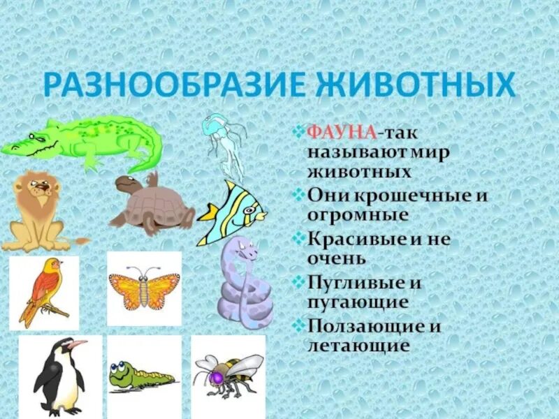 Мир животных 3 класс конспект. Разнообразие животных. Разнообразие животных 3 класс. Проект на тему разнообразие животных. Разнообразие мира животных фауны.