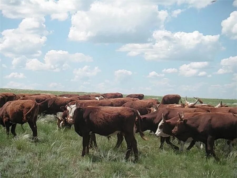 всероссийский день поля. чеченская республика продажа коров и телок. закупаю крс дорого. татарстане крс. коровы в россии.