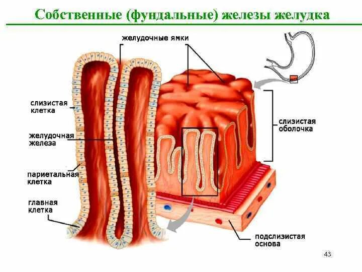 Клетки собственных желез желудка гистология. Фундальная железа желудка клетки. Строение желез желудка гистология. Слизистая оболочка желудка желудочные поля. Слизистая оболочка желудка содержит