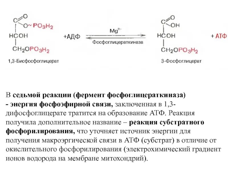 Процесс фосфорилирования. Образование атф формула. 5 реакция субстратное фосфорилирование. Ферменты и субстраты в биохимии. Синтез атф биохимия окислительное фосфорилирование.