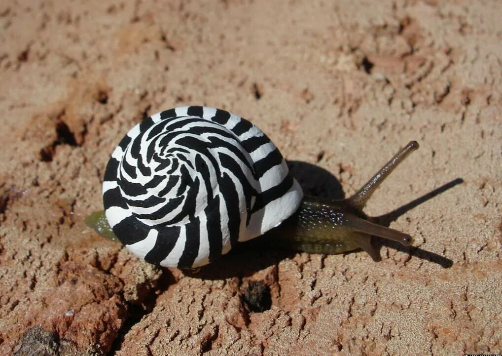 Брюхоногие моллюски. Улитка Priotrohatella stellata. Улитка хемиплекта. Захрисия улитка.