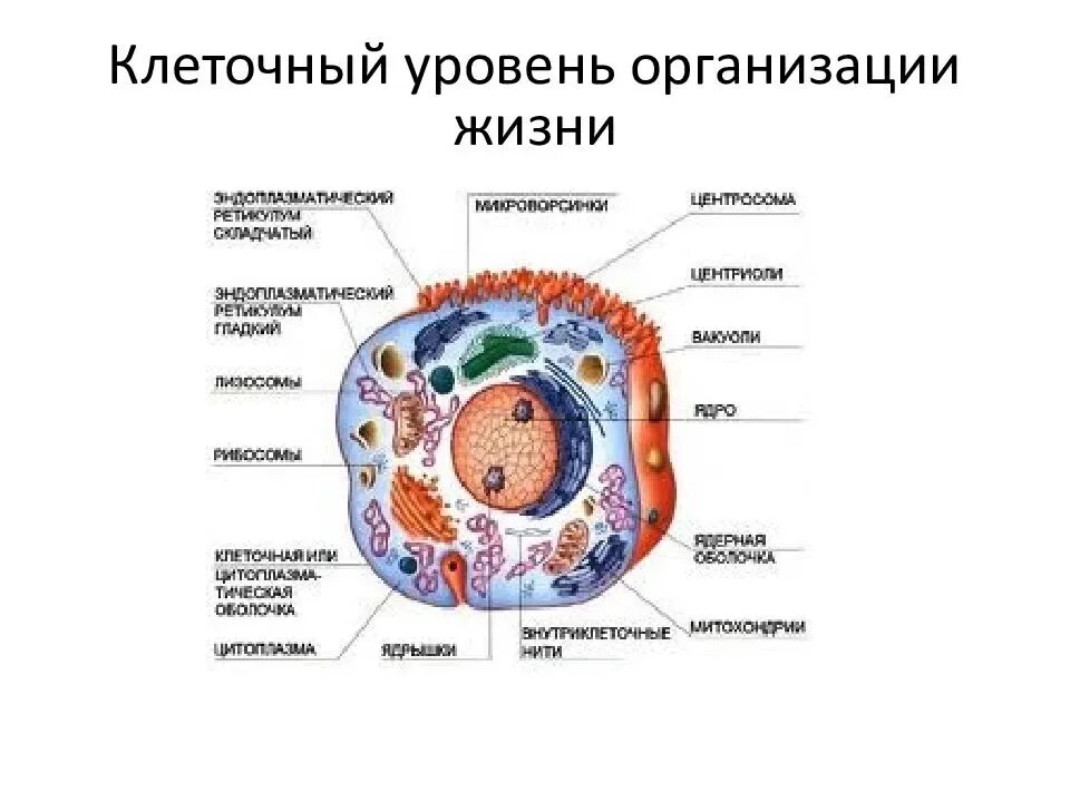 Строение одноклеточных эукариот. Строение эукариотной клетки строение ядра. Строение клетки эукариот кратко. Строение клеток эукариотических организмов