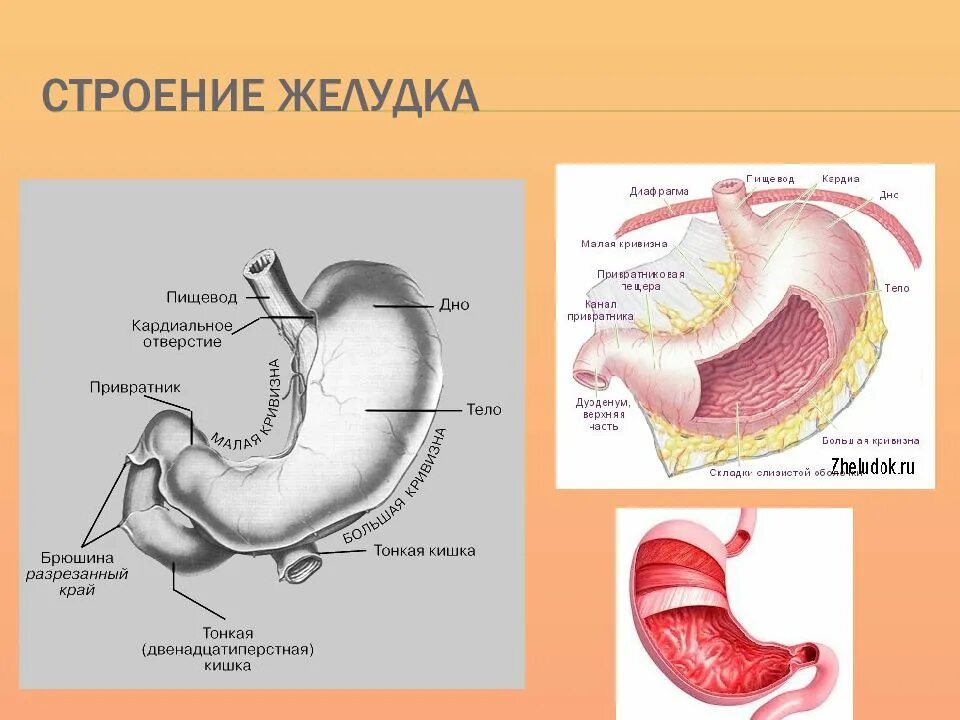 Строение желудка вид спереди. Желудок строение и функции анатомия. Желудок функции Анатомическое строение. Внутреннее строение желудка анатомия. Области жкт