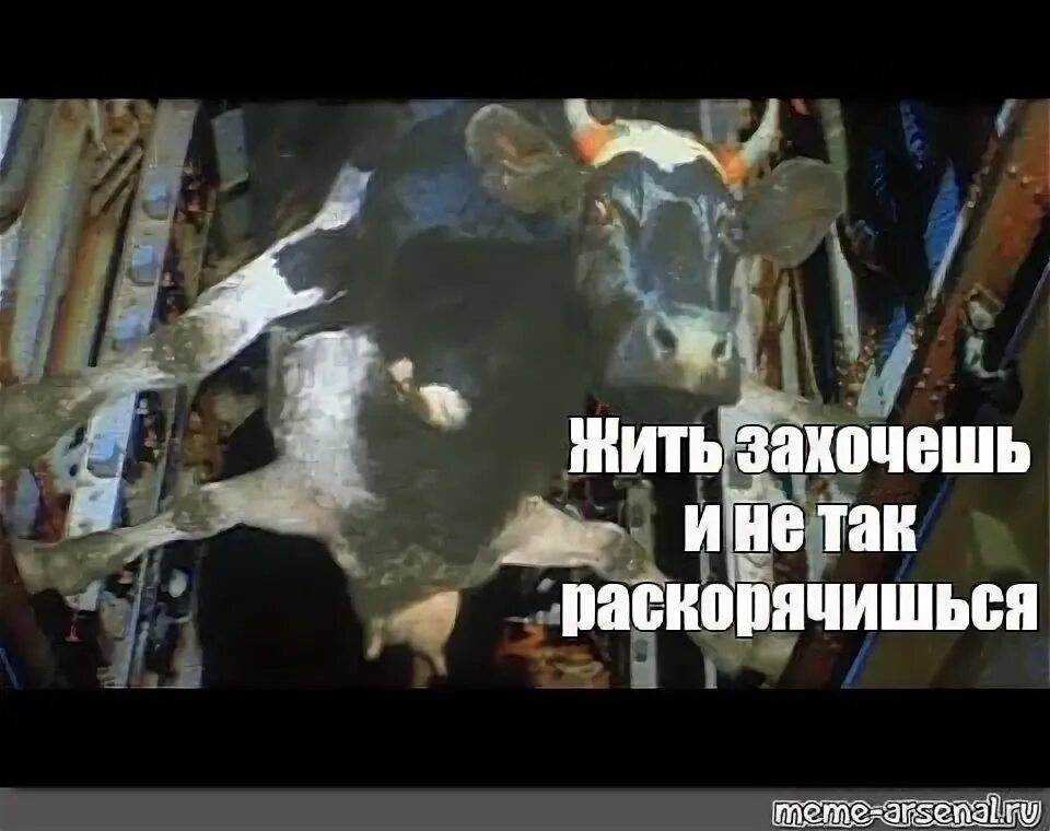Так и жить не захочешь. Жизнь заставит не так раскорячишься. корова в бомболюке особенности.