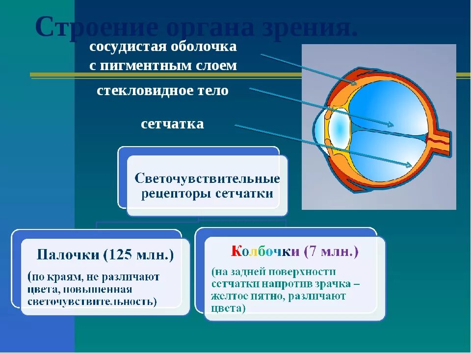 Назовите органы зрения. Строение органа зрения. Строение органа зрения человека. Структура органа зрения. Орган зрения строение глаза.