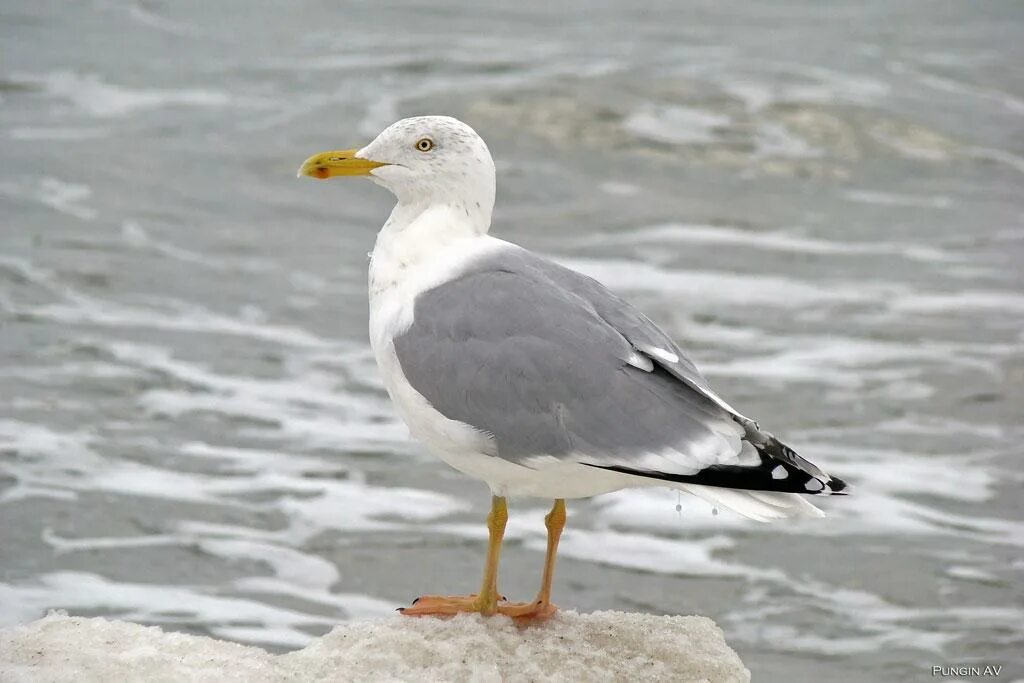 гусь с острым клювом. утка с длинным носом. сестрица чайки с острым клювом. чайконосая крачка. острый клюв.