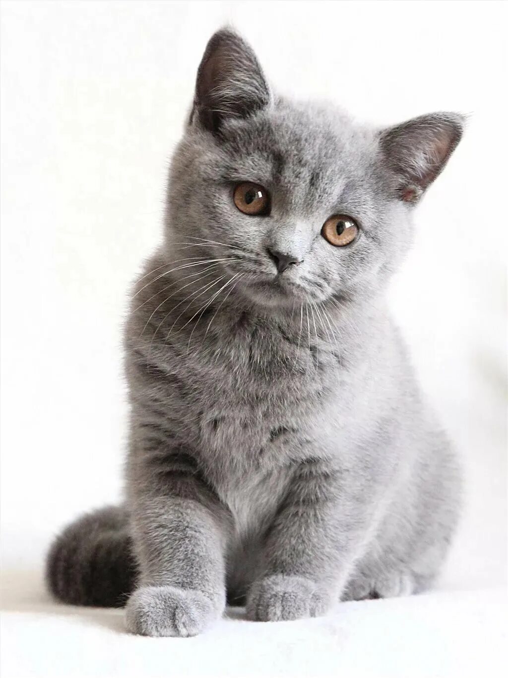 Породы кошек серая британская. Порода Бритиш Шортхэйр. Британец кошка. Британская короткошёрстная кошка. Британская кошка короткошерстная серая.