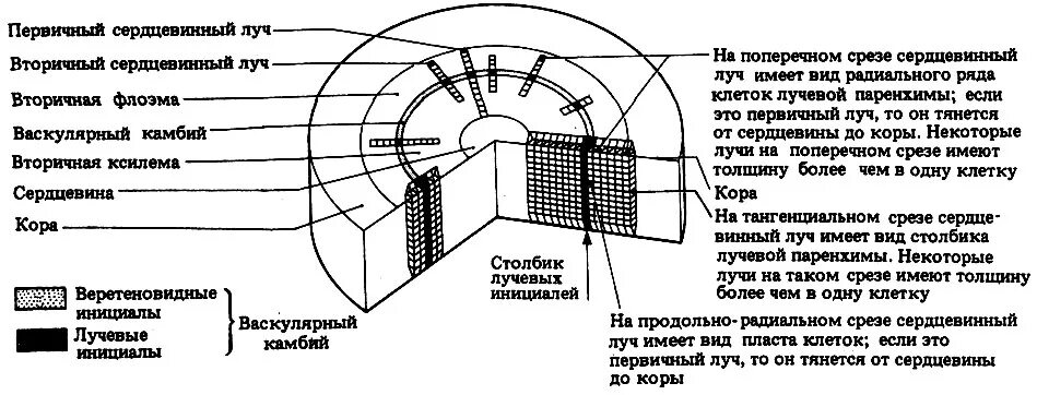 Строение сердцевинных лучей. Какую функцию выполняют сердцевинные лучи. Строение сердцевинных лучей. Какую функцию выполняют сердцевинные лучи. Сердцевинные лучи функции.