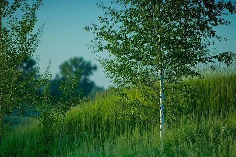 Чистотел на опушке березового леса