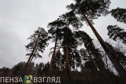 Сосны падают