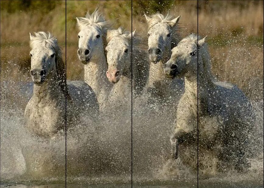 Лошадь бежит. Пятеро коней. Куча лошадей. Табун лошадей. Стадо лошадей.