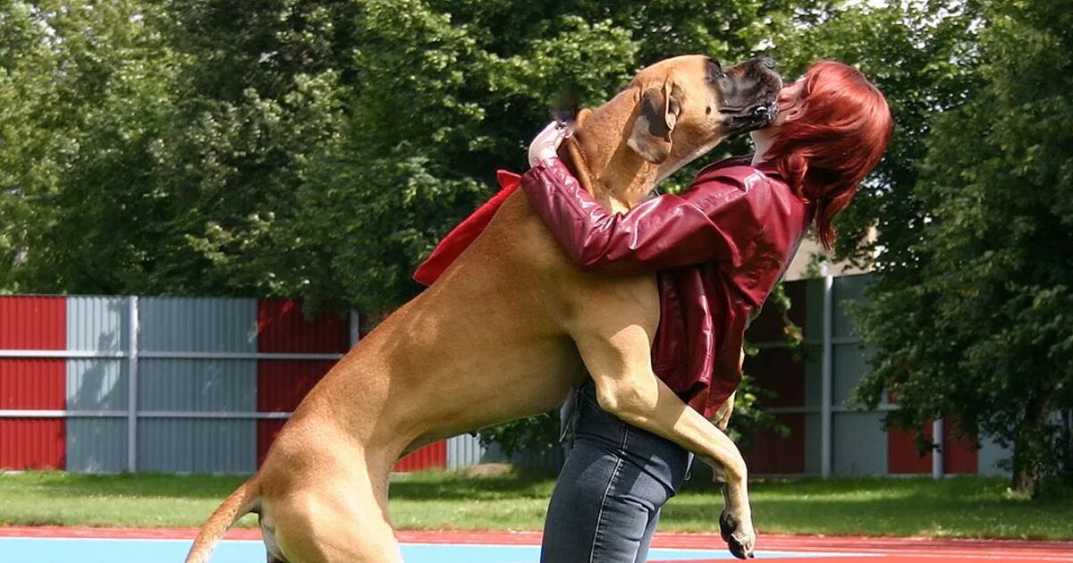 Ronda s dog is not long. Собака прыгает на человека. Собака прыгнула на человека. Собака прыгает на девушку. Девушка скачет на собаке.