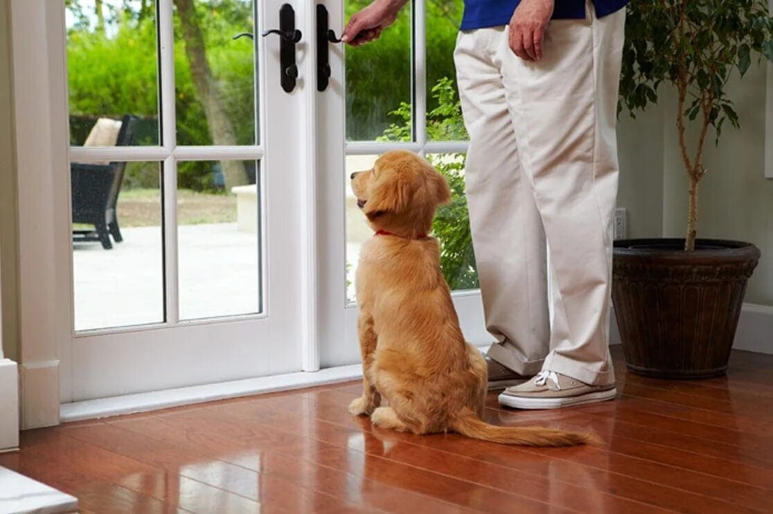 Puppy training. Puppy toilet. как приучить собаку оставаться дома одной.