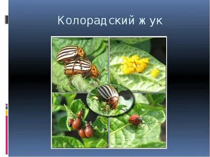 Распространение насекомых