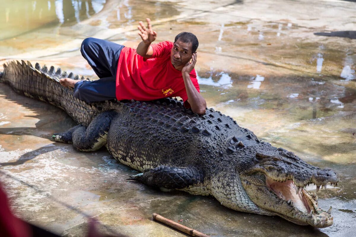 10 самых больших животных. Гигантский гребнистый крокодил. Индонезия крокодил гребнистый. Гребнистый крокодил и Аллигатор. Гребнистый крокодил Кассиус.