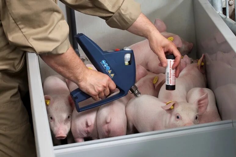 Для чего нужны свиньи