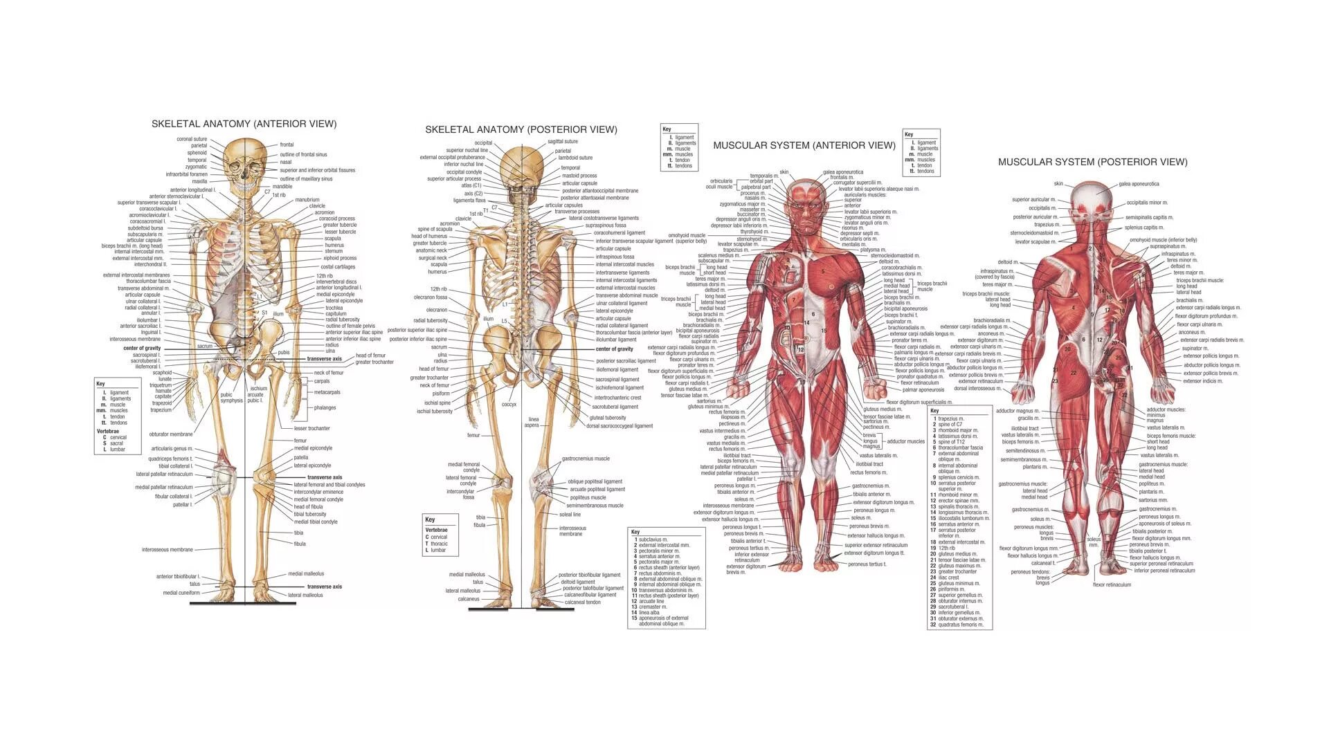 Атлас секционной анатомии человека. Костно-мышечная система. Мышечная система человека атлас схема. Анатомия человека костная система атлас. Мышечная система человека большой анатомический атлас.