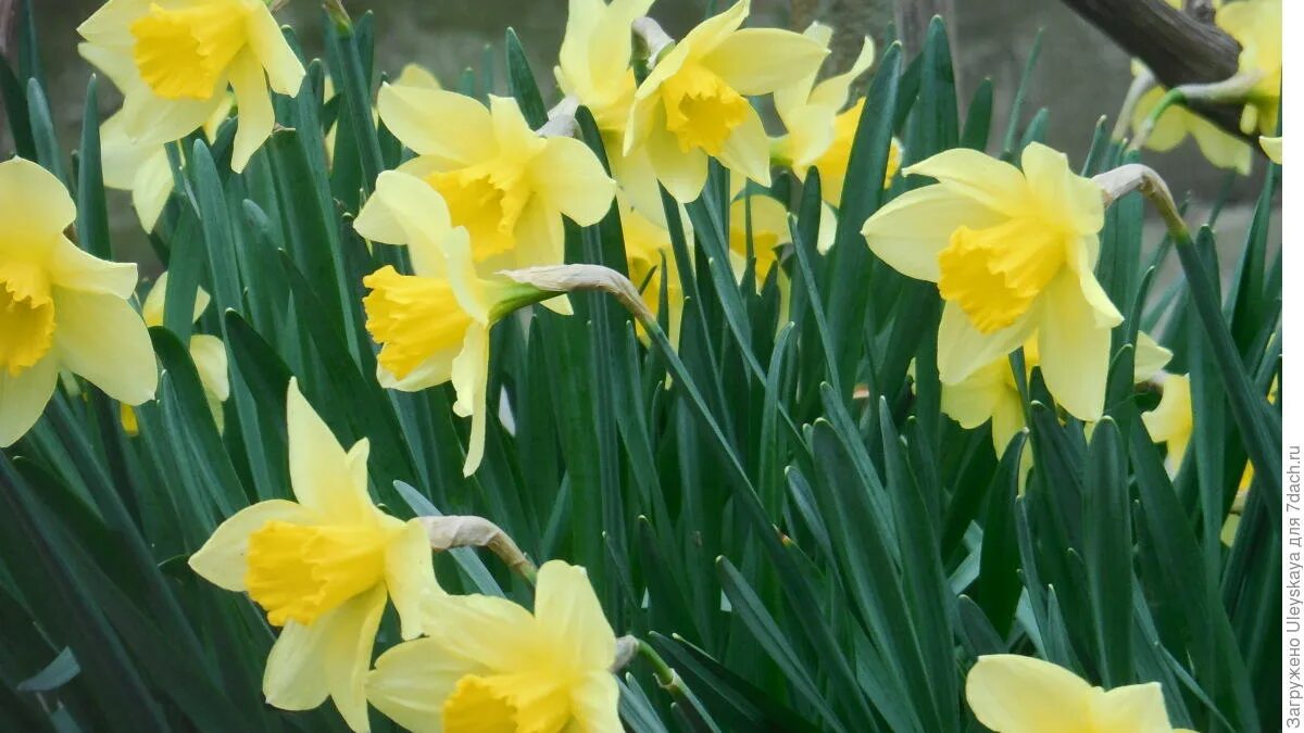 Старый нарцисс. Нарциссы трубчатые narcissus trumpet.. сорт нарцисса mount hood. нарцисс крупнокорончатый эстремадура. goblet нарцисс.