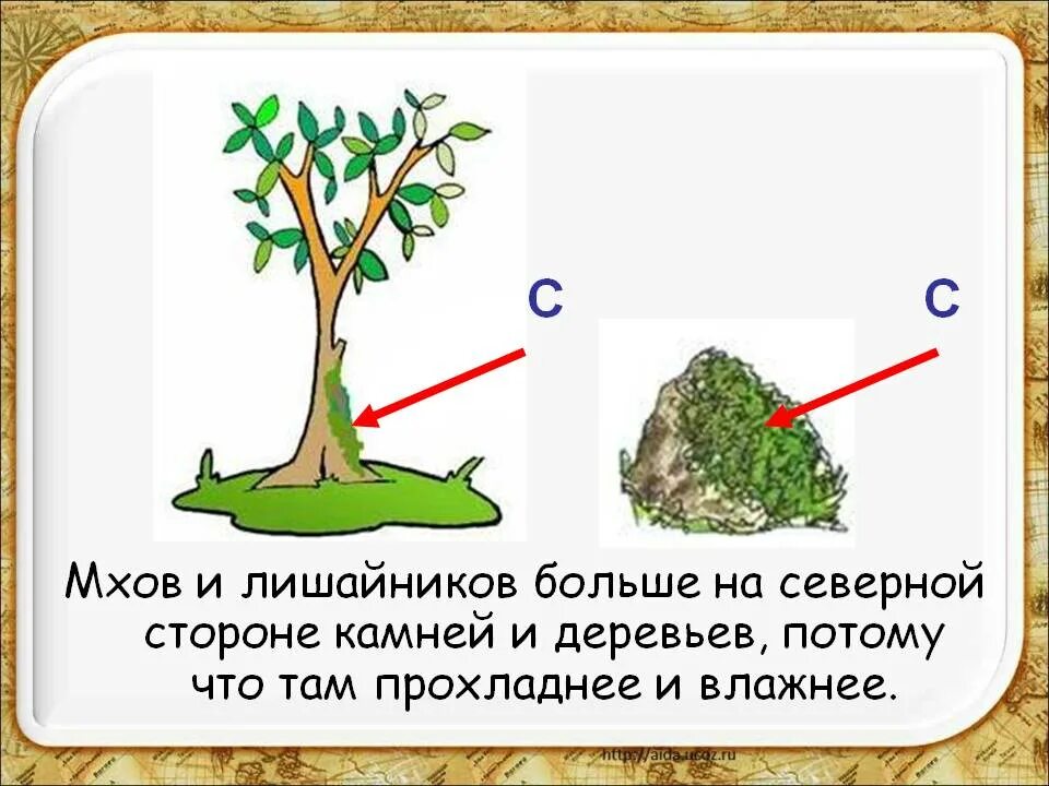 Природные признаки определения сторон горизонта. Мхов и лишайников больше на Северной. Ориентирование на местности по мхам и лишайникам. Ориентирование по мху. Ориентирование на местности по мху.