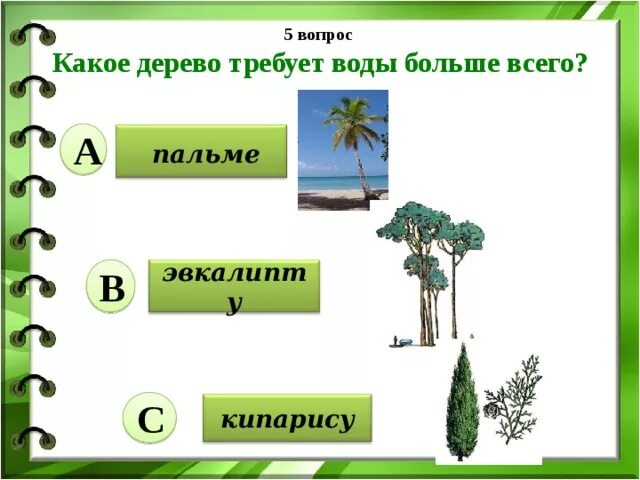 Деревья которые поглощают много воды. Деревья потребляющие много воды. Деревья которые впитывают много воды. Какое дерево больше всего поглощает воду. Сколько воды в деревьях