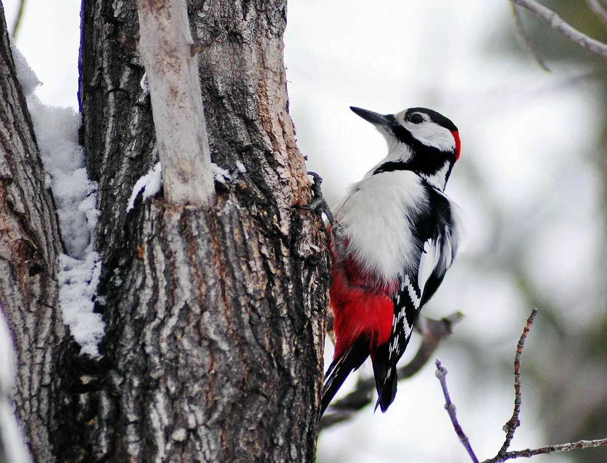 Пестрый дятел (большой пестрый дятел) – dendrocopos major. Один из видов дятла 5. Коричневополосый королевский дятел. Пестрый дятел седоголовый. Большой белоспинный дятел.