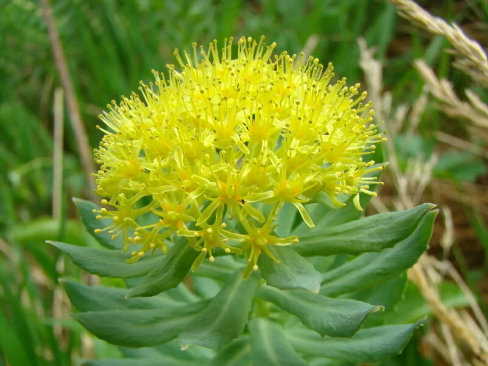 Родиола розовая Rhodiola rosea. Золотой корень Rhodiola rosea. Родиола Арктическая. Родиола розовая (Rhodíola rósea).