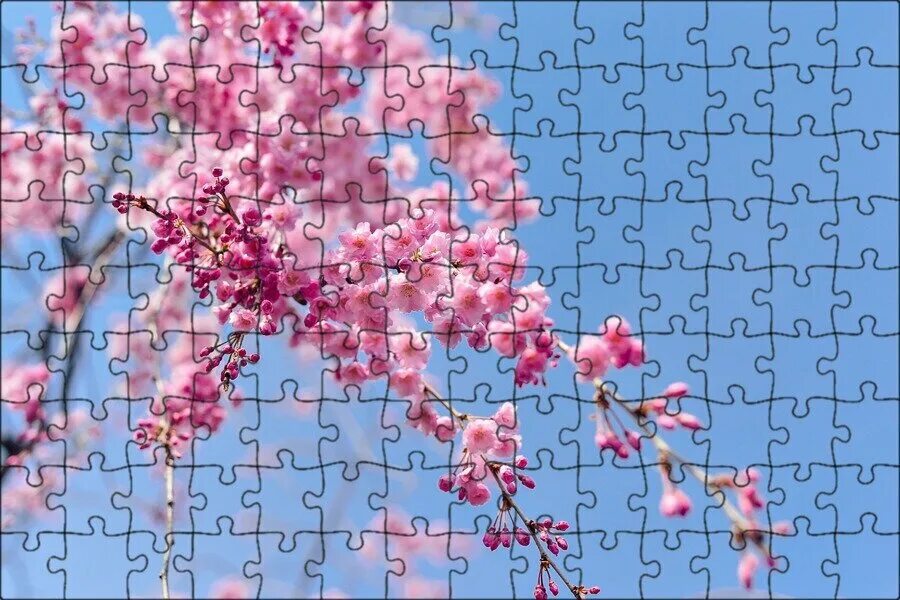 Cherry blossom купить. Сакура черри блоссом. Черри блоссом дерево. Сакура черри блоссом дерево. Фон черри блоссом.