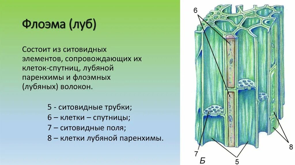 Древесина состоит из тканей