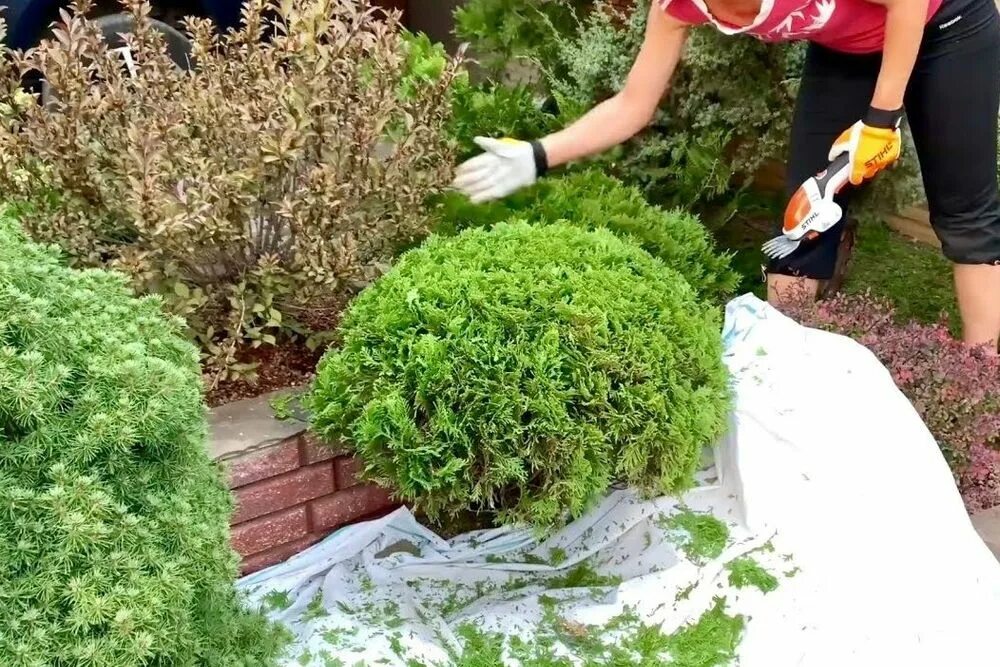 Можно стричь тую в августе
