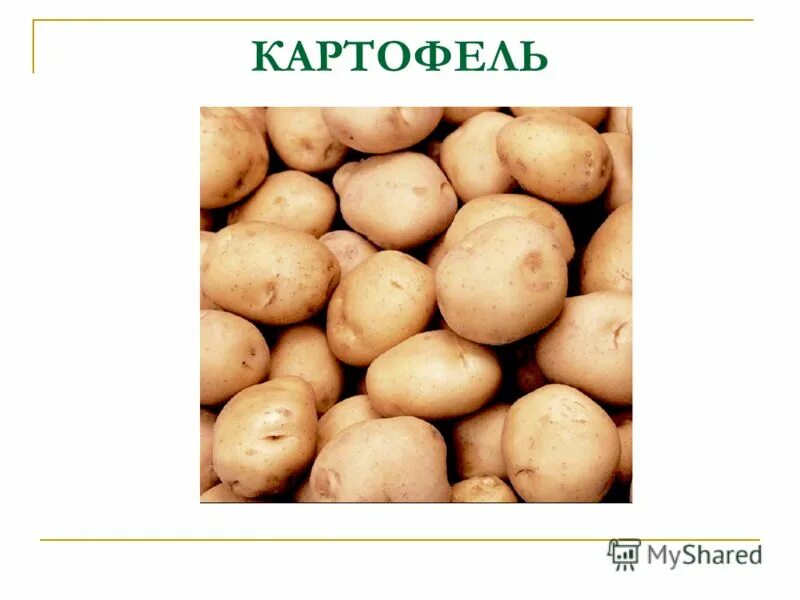 Картофель овощ или нет. Ягоды картофеля. Картофель презентация. Картофель овощ или нет. Картошка это овощ или фрукт.
