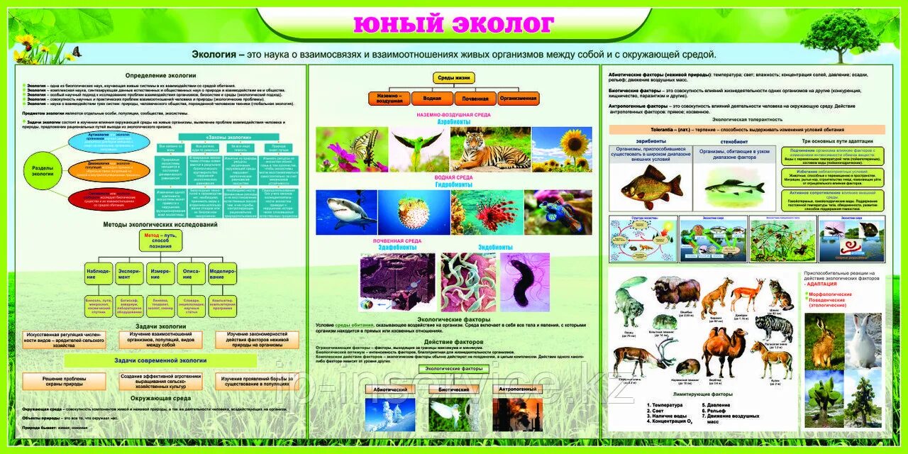 Кружок юный эколог программа. Стенд юный эколог. информационный стенд юный эколог. уголок юный эколог в школе. юные экологи стенд шаблон.