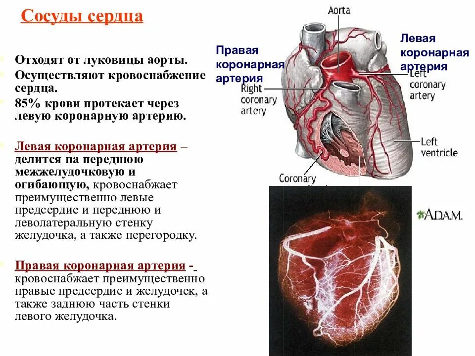 Артериальное сердце образует