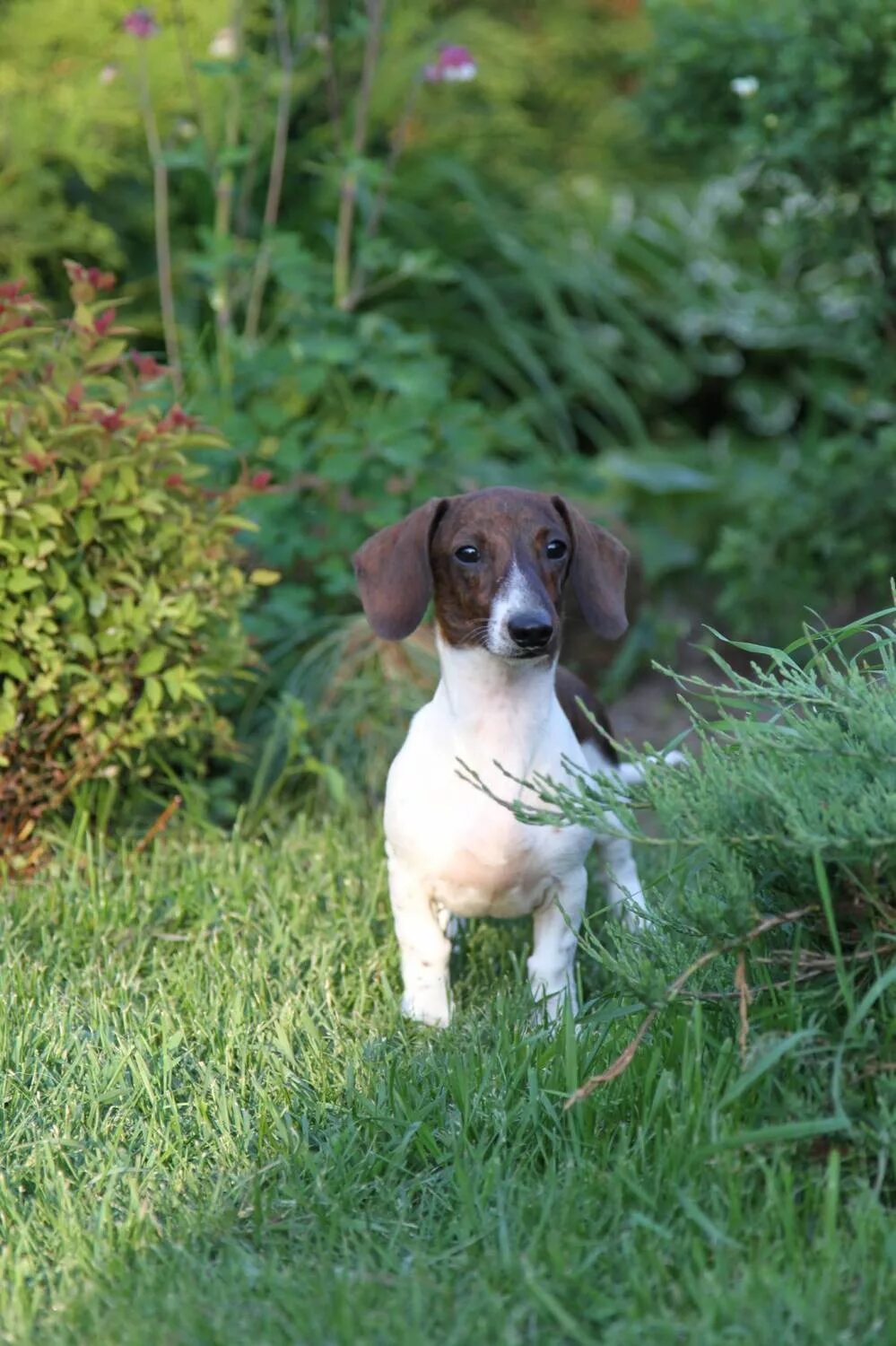 Такса окрас пайболд кроличья. Такса пайболд питомник. Такса черно подпалый пайболд. Такса пайболд. Пайболд.