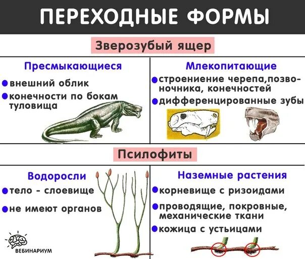 Зверозубый ящер признаки пресмыкающихся и млекопитающих. Переходные формы между рептилиями и млекопитающими. Переходные формы зверозубый ящер. Зверозубые ящеры признаки пресмыкающихся и млекопитающих таблица. Таблица рептилии и млекопитающие