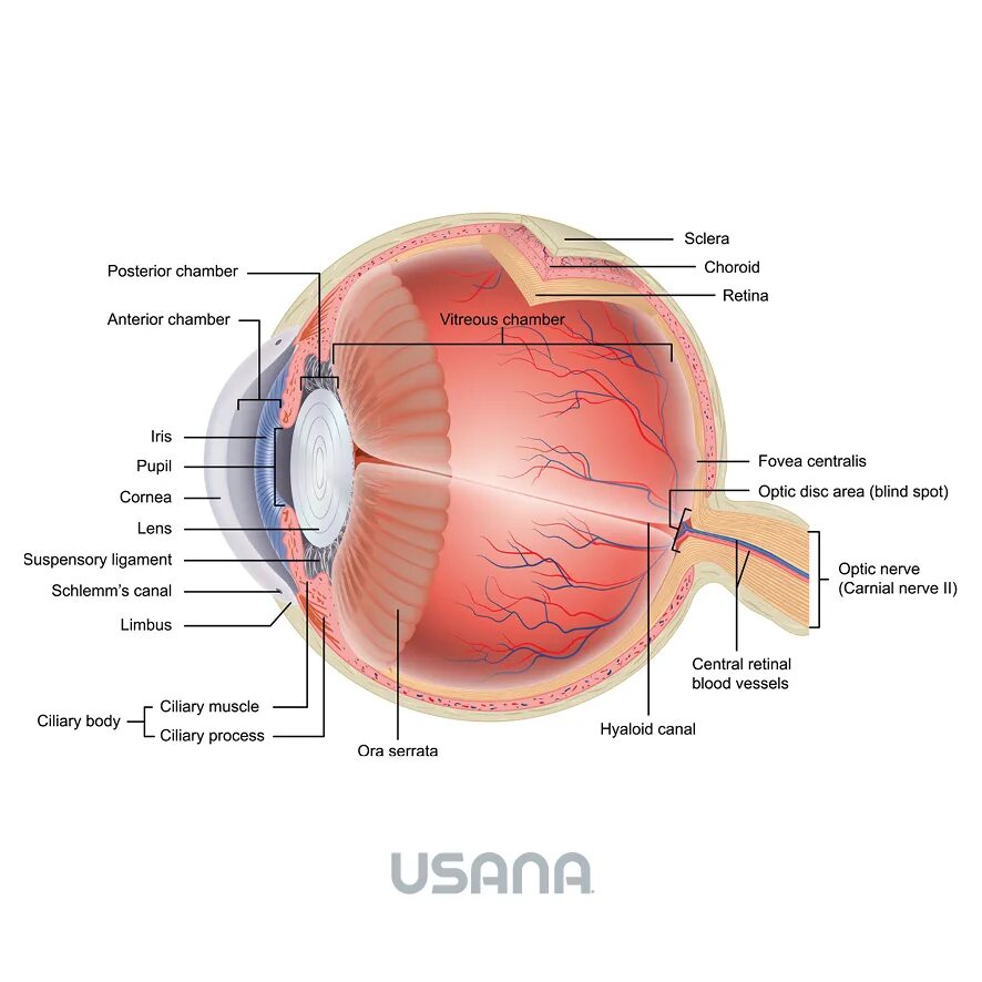Отверстие в сосудистой оболочке. Ora serrata анатомия. Наружное строение глаза. Сосудистая оболочка на латинском. Физиология глаза.