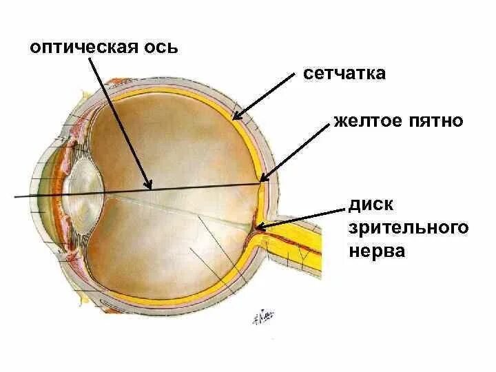 Строение желтого пятна глаза. Зрительный анализатор слепое пятно. Зрительный анализатор желтое пятно. Строение желтого пятна сетчатки. Центральная ямка желтое пятно сетчатки.