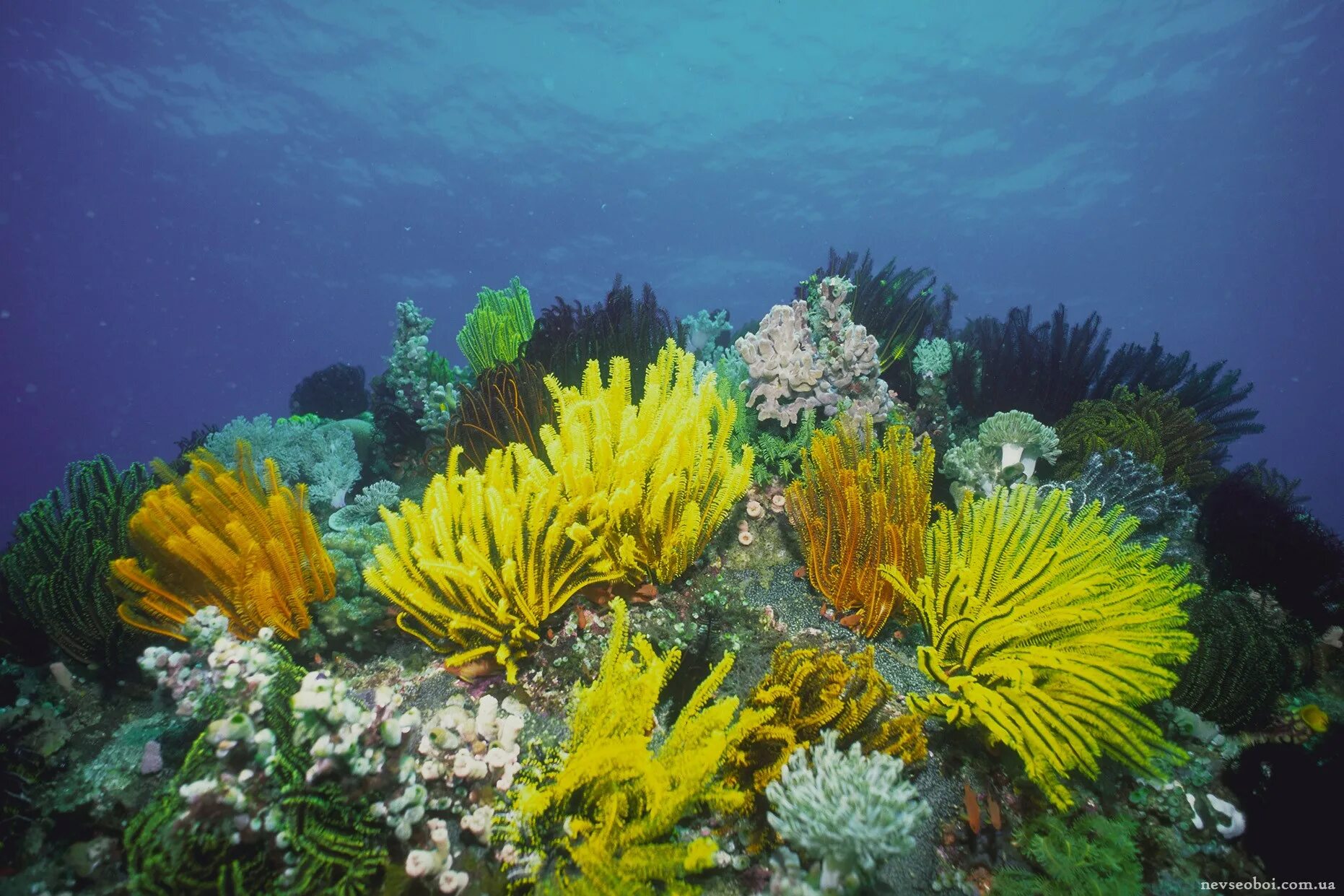 Растительный тихого океана. Диатомеи водоросли Тихого океана. Морские лилии Атлантический океан. Кораллы водоросли индийского океана. Фукусы индийский океан.