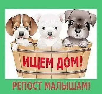 Дети ищут дом