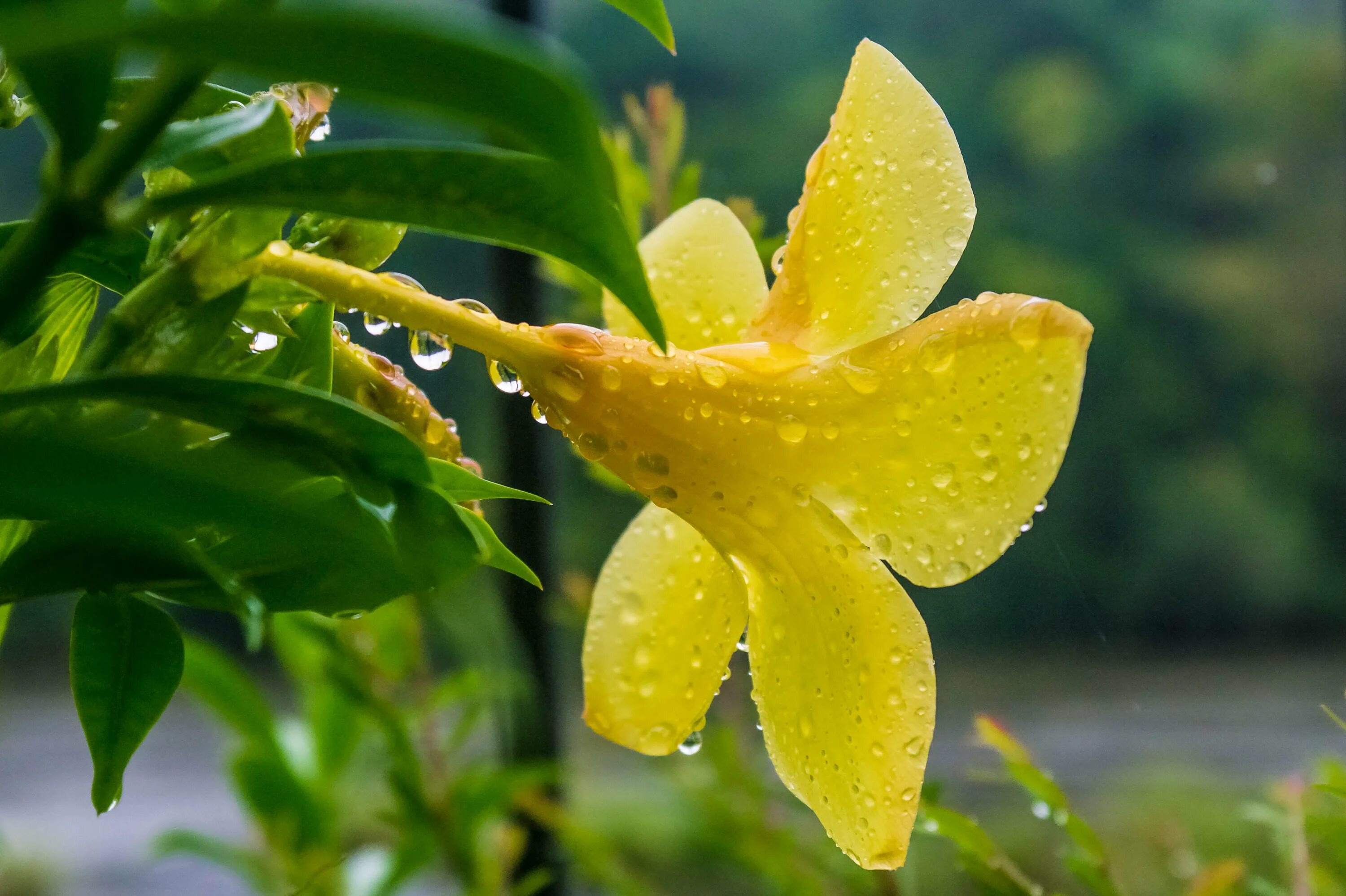 Алламанда. Алламанда цветок. Алламанда Allamanda williamsii Stansills Double Yellow. Тропики желтые.