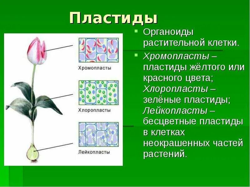 Формы пластид. Хлоропласты хромопласты лейкопласты. хлоропласты лейкопласты хромопласты цвета. пластиды хлоропласты хромопласты лейкопласты. функции хлоропластов хромопластов и лейкопластов.